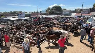 El ganado en el corral -tiangue de San Rafael Cedros 🇸🇻❤️