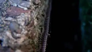 Millipede walking in slow motion CC BY NatureClip