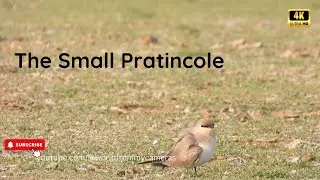 The Small Pratincole | #wildbirdphotography