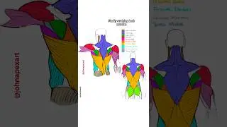 Anatomy for artists - Back muscles #arttrend #artchallenge #figure drawing