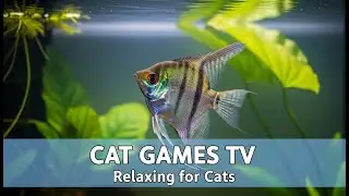 CAT GAMES | Moving Animals in Aquarium for Cats🐟 Relaxing Cat TV (4K HDR)