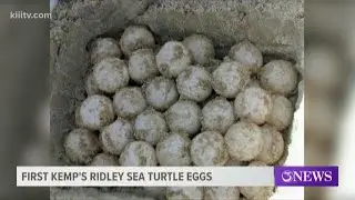 Padre Island National Seashore: First Kemp's Ridley nest in Texas found today