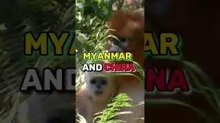 Meet the Rare and Endangered Myanmar Snub-Nosed Monkey #short #shorts #snubnose