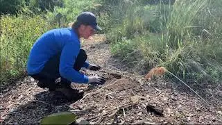 Mississauga&rsquo;s Urban Forest