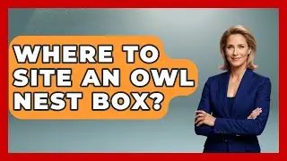 Where To Site An Owl Nest Box? - Bird Watching Diaries