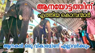 ആനയോട്ടത്തിന് എത്തിയ ആനകൾ ELEPHANTS ON RUN GURUVAYUR 10/3/2025 aanayottam