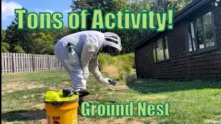 Southern Yellowjacket Ground Nest Removal