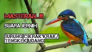 🔴 MASTERAN... ‼️ Suara Jernih BURUNG CIKRAK'KRAK/TENGKEK UDANG