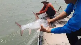 #Tập19 Ph&aacute; Kỉ Lục ,Giăng Lưới Neo Tr&uacute;ng Bầy C&aacute; C&oacute;c Khừ Đục (Hit a school of fish toads)