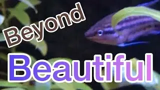 (Croaking) Gourami in the 40 Gallon!