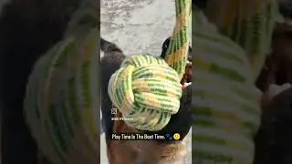 Attractive Rope Toy For Medium and Larger Breed