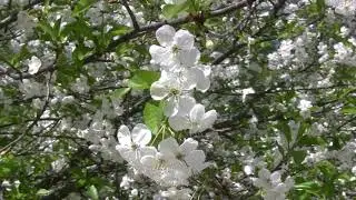 ЦВЕТУЩЕЙ ВИШНИ АРОМАТ (Cherry Tree Flowers Blossoms) (2)