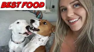 Best Dog Food: Feeding my Bull Terrier and Basenji