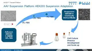 Streamlined AAV Manufacture  From Plasmid Design to GMP Production