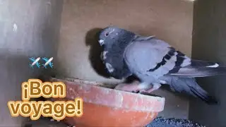 Si tu palomo NO VUELA prueba esto 🚀 &iexcl;Nos vamos de 