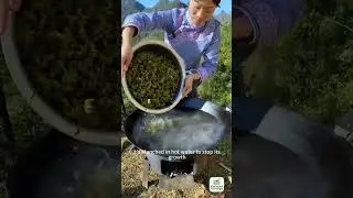 Сбор звездчатого аниса
