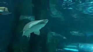 Rainbow Shark vs Red Tail Shark #RainbowShark#RedTailShark #AquariumLife#FishShowdown#FreshwaterFish