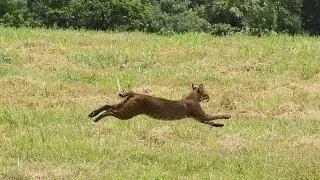 Noel The Bobcat Was Set Free