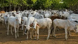 Natural cattle raising
