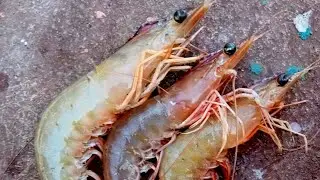 jinga fish🦐🦐🦐🦐🦐