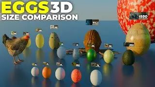 3D Eggs Size Comparison | Egg Size | 3D Real Scale | 3D Comparison | 3D Animation