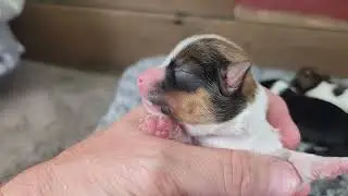 AKC Havanese Puppies * 3 days old * October & Kota * O Litter * ABCdoggy.com 2025
