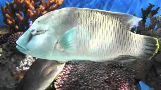 Рыбы красного моря, Рыба наполеон, Хейлин горбатоголовый, Cheilinus undulatus, океанариум спб