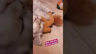 Cute Kitten Monica: Tiny Chaos, Big Energy 😍 #trending #cat #kitten #cute #viral #funny