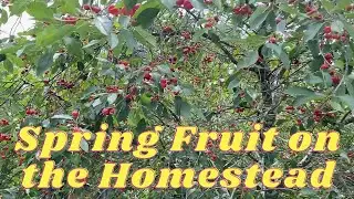 Spring Fruit on the Homestead