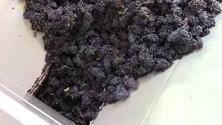 Conqu&ecirc;t vibrant de r&eacute;ception vendanges  | Pera Pellenc