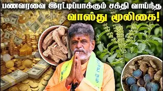 Money Manifestation Tips | இந்த மூலிகை பணபெட்டியில் இருக்க பணம் இரட்டிப்பாகும் | Vastu Plant