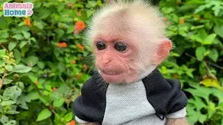 Dad takes care of and trained monkey BiBi