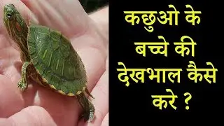 कछुऐ के छोटे बच्चे की देखभाल कैसे करे || Baby Turtle Tips || Dr Nagender Yadav