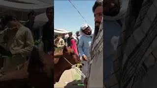 Sarband Mandi | Peshawar 53