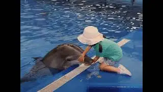 Little girl plays with a dolphin. Amazing