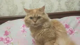 Разбудил кота