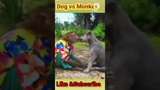 Dog vs Monkey 2023 / Funny Video #shorts#youtubeshorts