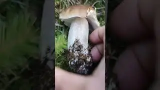 Pilze/Fungi. Boletus edulis. Белый гриб еловый