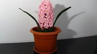 Zambila crosetata-floare-polen-frunza