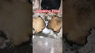 Kya App Bhi Dogs Ko Pani Pilate Hai👍🏻 #shorts #yputubeshorts #goodwork