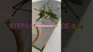 Please someone laugh at this! #katydid #buglove #romance #breakup