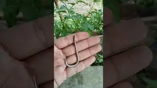 pancing kail terbesar di dunia #shorts #mancing #viral