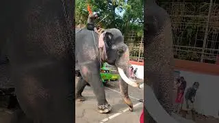 Video of an elephant scratching its head and eating. #subscribe #channel