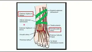 Dorsalis pedis artery MRCS question solve (CRACK MRCS)