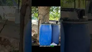 Bioestimulantes vs Fertilizantes #agricultura #agronomia