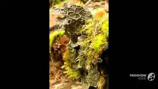 Pseudocyphellaria anomala - fungi kingdom