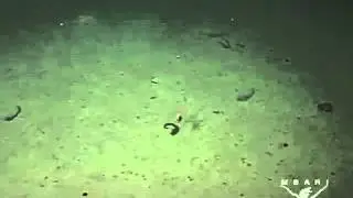Deep-sea Enteropneust