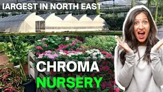 Biggest plants nursery in northeast India | Chroma Hydroponics Nursery in Assam | Nursery in Assam