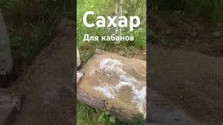 Приманиваем кабана Сахаром