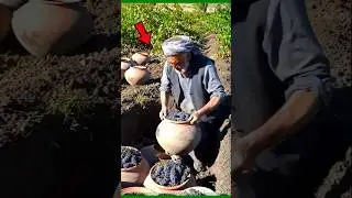 Afghan people make grape juice in a traditional way. #facts #shortsfeed #ytshorts